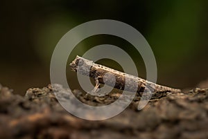 Domergue`s leaf chameleon - Brookesia thieli