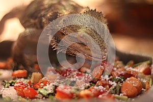 Domestic Adolescent Bearded Dragon Eating