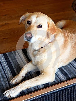 Domestic adult yellow lab dog laying inside at doorstep of home