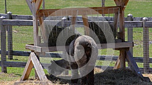 Domestic Alpaca eating fodder outside