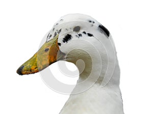 Domestic Ancona Duck Closeup Profile On White Background