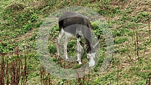 Domestic animal donkey grazing on a mountain rural pasture with green grass