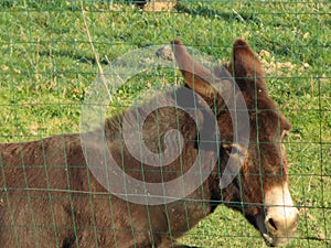 Domestic animal donkey meek old brown donkey photo