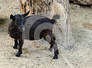 Domestic animal, Portrait of a little funny black goat on the farm. Black baby goat