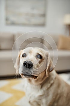 domestic animal portrait, adorable labrador dog
