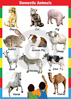Domestic animals chart