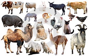 domestic animals collection