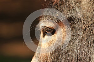 Domestic animals - donkey eye