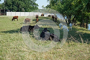 Domestic animals - goats, cows graze in the meadow.