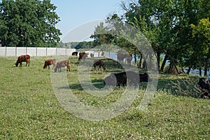 Domestic animals - goats, cows graze in the meadow.