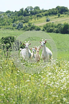 Domestic animals grazes on a tied flail in a meadow summertime