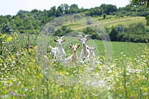 Domestic animals grazes on a tied flail in a meadow summertime