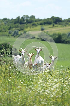 Domestic animals grazes on a tied flail in a meadow summertime