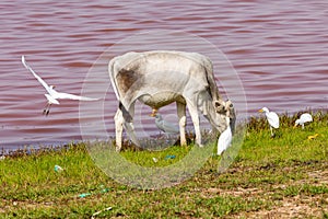 Domestic animals at Lac Rose or Retba Lake. Dakar. West Africa. UNESCO World Heritage