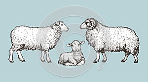 Domestic animals set. Sheep, ram and lamb. Hand drawn sketch vintage style. photo