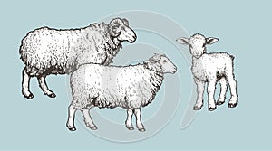 Domestic animals set. Sheep, ram and lamb. Hand drawn sketch vintage style. photo