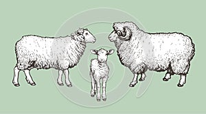 Domestic animals set. Sheep, ram and lamb. Hand drawn sketch vintage style. photo