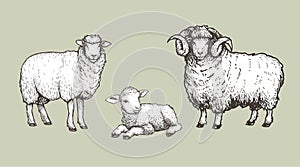 Domestic animals set. Sheep, ram and lamb. Hand drawn sketch vintage style. photo