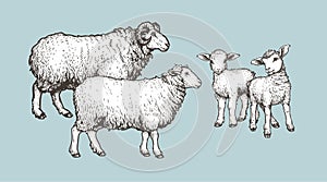 Domestic animals set. Sheep, ram and lambs. Hand drawn sketch vintage style. photo