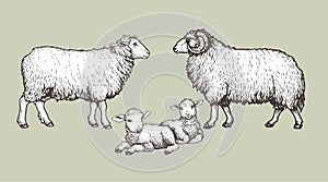 Domestic animals set. Sheep, ram and lambs. Hand drawn sketch vintage style. photo