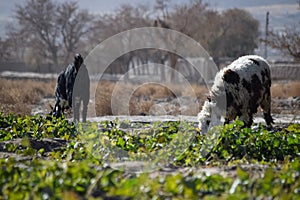 Domestic animals Sheep and Goats are on grass land eating vegetable plant and grass outdoors travel in Quetta Balochistan Baluchi