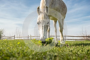 Domestic arabic horse grazing on pasture