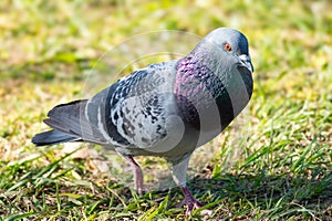 domestic Asian rock pigeon bird of the species \