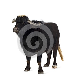 Domestic Asian Water buffalo - Bubalus bubalis