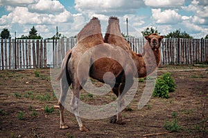 Domestic bactrian camel on the farm