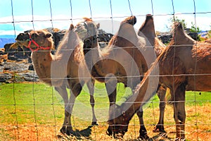 Domestic Bactrian Camels