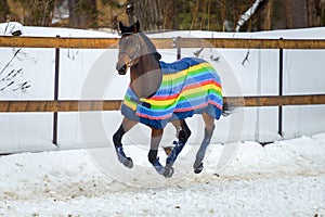 Domestic bay horse walking in the snow paddock in winter. The horse in the blanket