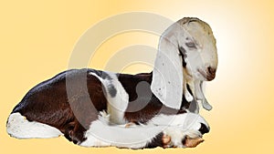 Domestic Beetal goat kids relaxing, its scientific name is Capra hircus isolate on lite yellow background