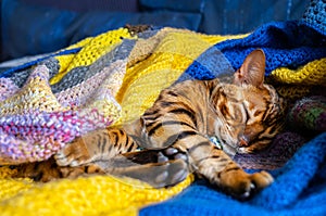 Domestic Bengal cat