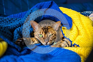 Domestic Bengal cat resting on the couch wrapped in a blanket