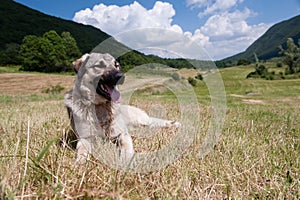 Big free grey dog resting in wildernes.