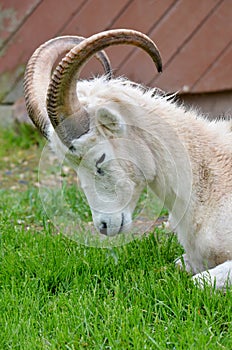 The domestic billy goat or simply goat Capra aegagrus hircus