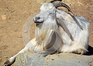 The domestic billy goat or simply goat Capra aegagrus hircus