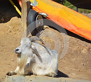 The domestic billy goat or simply goat Capra aegagrus hircus