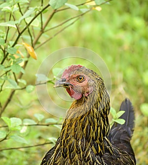 Domestic Bird hen in its natural habitate.India.may 2020