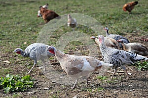 Domestic birds on a farm