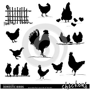 Domestic birds set. Hehs, roosters, chickens silhouettes.
