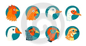 Domestic birds vector icons set