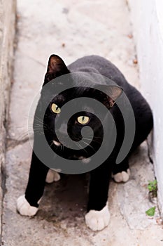 Domestic black Cat on cement ground in Bangkok at Thailand