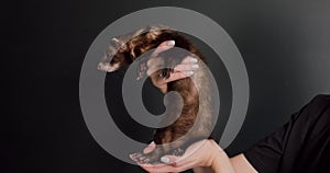 domestic black cute ferret relaxing in its owners arms.