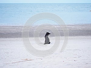 domestic black dog on summer beach