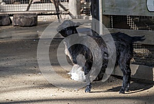 A domestic black goat (Capra hircus) in Sydney