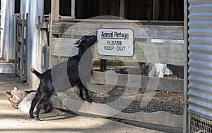 A domestic black goat (Capra hircus) in Sydney