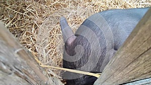 Domestic black piglets walk in the aviary on the farm