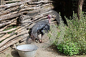 Domestic black turkey in the garden next to a green bush and wooden fence