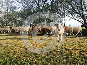 Domestic black and white animals. Group of sheep by the river Agricultural and Livestock Industry of the EU.